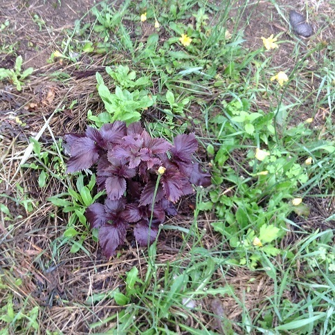 0707 003赤シソ.jpg