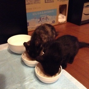 0730 子猫の初ごはん.jpg