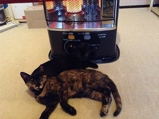 0922 ストーブにたかる猫.jpg