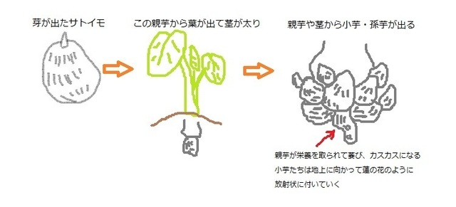 1018 サトイモの構造.jpg
