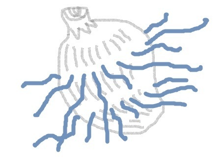 1018 小芋から出る根.jpg