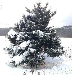 1207 WPの木 冠雪.jpg