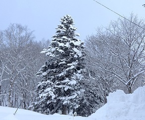 1218 シンボルツリーも深雪に.jpg