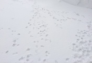 1220 二匹で走り回る.jpg