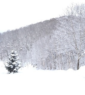 250101 庭から裏山を望む.jpg