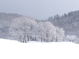 250101 樹氷ですか.jpg