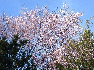 250505 発足も桜の季節.jpg